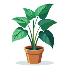 indoor plant on white background