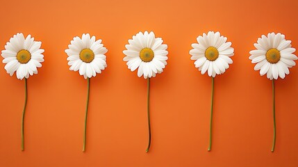 Daisy Flowers on Orange Background, Flat Lay Composition