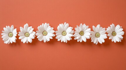 Row of White Daisy Flowers on Orange Background