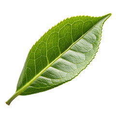 Obraz premium Single fresh green tea leaf for brewing isolated on a transparent background