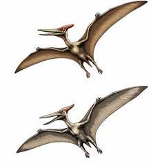 Two Flying Pteranodon Illustrations © fantastic