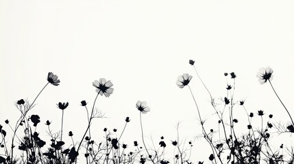 Black and White Cosmos Flowers Against White Background