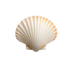 Collecting shells on the beach nature photography coastal environment close-up view marine life concept