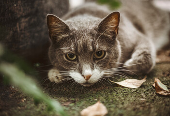 A beautiful gray cat peacefully resting among lush green plants. The cat looks relaxed and content, surrounded by natural foliage that creates a cozy and tranquil atmosphere. 