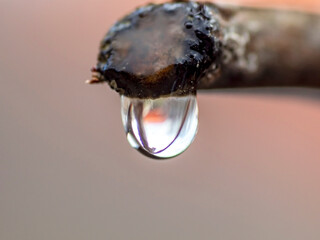The vine is crying, a drop of juice on a cut branch