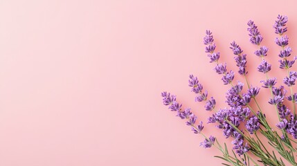 Lavender Flowers on a Pink Background