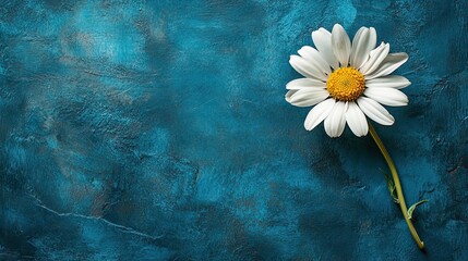 Single Daisy Bloom on Textured Blue Background