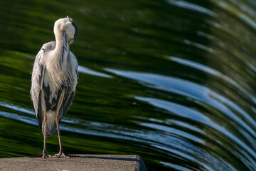 水辺のアオサギ