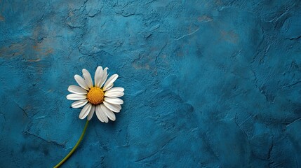 White Daisy Blossom on Textured Blue Background