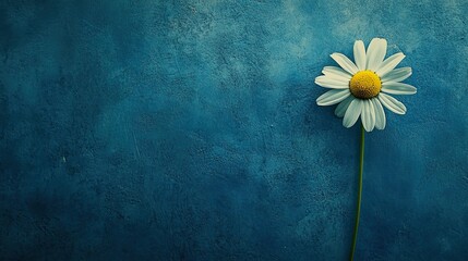 Fresh white daisy lying on blue painted surface