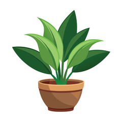 indoor plant on white background