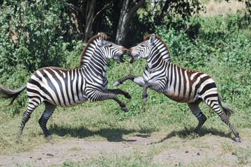 Fototapeta premium Zebras engage in a fierce fight at Nakuru Game Reserve during midday, Two zebras are fighting in the nakuru game reserve in Kenya