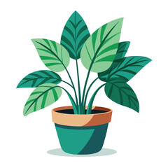 indoor plant on white background