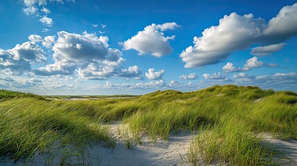 Sand Dunes and Tall Grass Under a Blue Sky