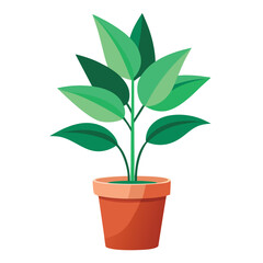 indoor plant on white background