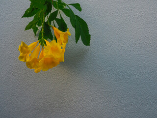 Yellow flowers on a cement wall background at home