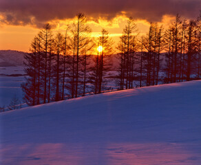 カラマツ林に夕陽が沈み、丘は静寂となる