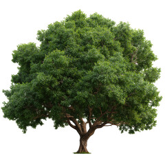 Obraz premium Large green deciduous tree isolated on transparent background
