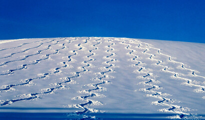 雪原に遊ぶ（上富良野町）