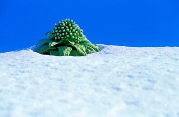 春の喜び（美瑛町）