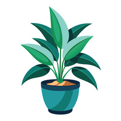 indoor plant on white background