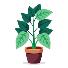 indoor plant on white background