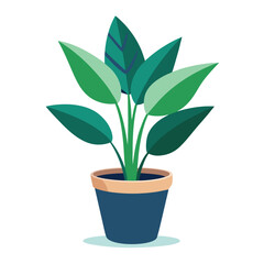 indoor plant on white background