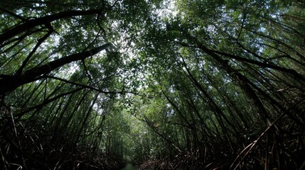 Naklejka premium Forest Canopy Sunlight Filtering through Dense Branches