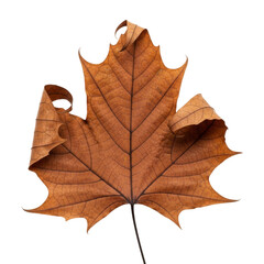 Fototapeta premium Close-up of a dry brown maple leaf with veins on black background transparent PNG