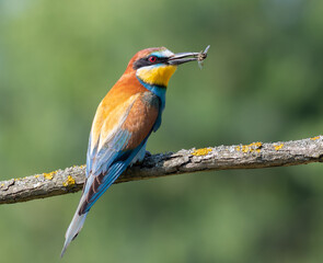 European bee-eater, merops apiaster. A bird sits on a branch, holding a bee in its beak