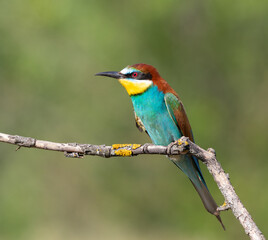 European bee-eater, merops apiaster. Early in the morning, a bird sits on a branch