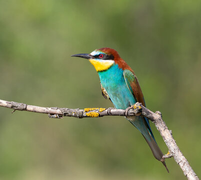 European bee-eater, merops apiaster. Early in the morning, a bird sits on a branch