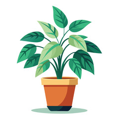 indoor plant on white background