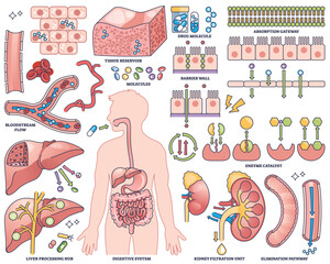 Pharmacokinetics illustrates drug absorption, metabolism, and elimination with organs, molecules, and pathways. Outline style collection