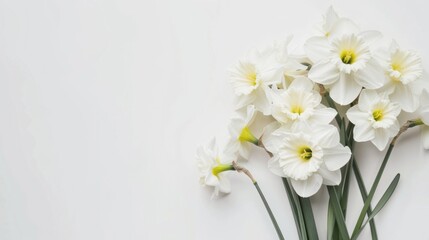 White daffodils bouquet on white background (1)
