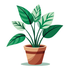 indoor plant on white background