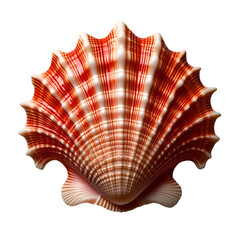 seashell isolated on white background