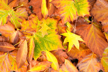 Autumn leaves of maple trees. Autumn fall leaves in sunlight. Autumn background. Autumnal fall background. Foliage, falling leaves background. Autumn leaf. Falling leaves background.