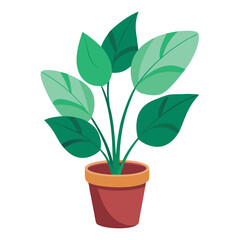 indoor plant on white background