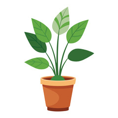 indoor plant on white background