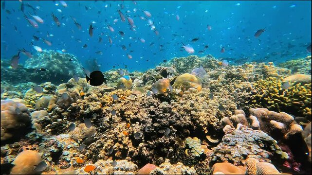 schooling fish and coral reef