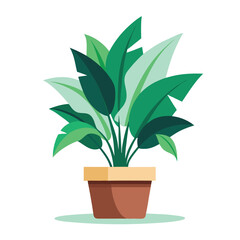 indoor plant on white background