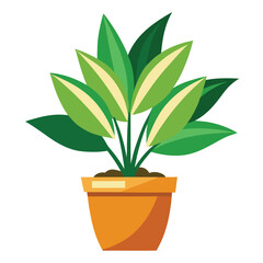 indoor plant on white background