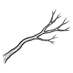 Intricate bare tree branch on black background depicting nature's simplicity transparent PNG