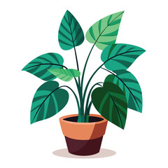 indoor plant on white background