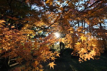 山道と紅葉。Orange color Maple leaves in a trail, autumn time Japan
