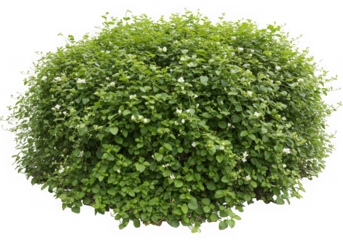 Green bush with small white flowers isolated on transparent background