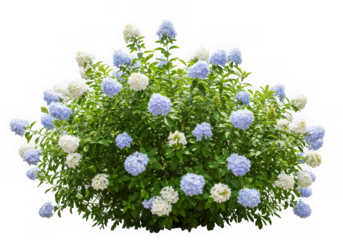 Plumbago bush with blue and white flowers isolated on transparent background