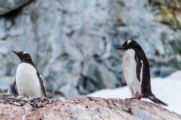 Close-up of Gentoo Penguin -Pygoscelis papua- at Cuverville Island, on the Antarctic Peninsula
