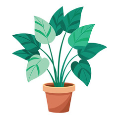 indoor plant on white background